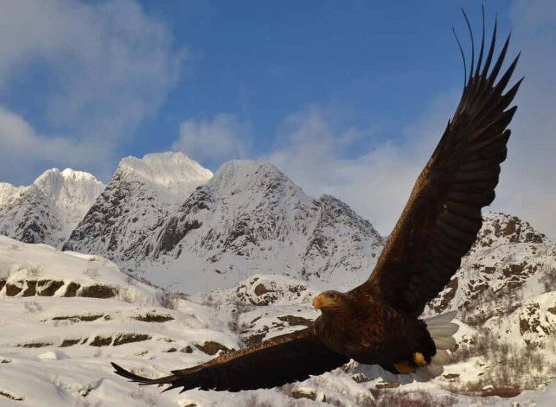 Tromsø: Arctic Fjord Tour, Feed Reindeer, Sami Camp & Museum - Exploring Tromsø: Arctic Fjord Tour, Feed Reindeer, Sami Camp & Museum – Honest Review