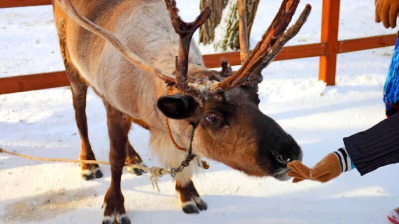 Tromsø: Arctic Fjord Tour, Feed Reindeer, Sami Camp & Museum - Who Should Consider This Tour?