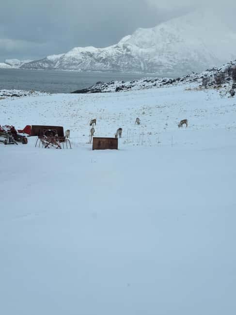 Tromsø: Arctic Fjords & Beaches  Coastal Escape - Exploring the Arctic Coast: What You Can Expect