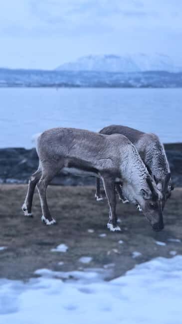 Tromsø: Arctic Fjords Tour. Sommerøya and Kvaløya with Lunch - FAQ