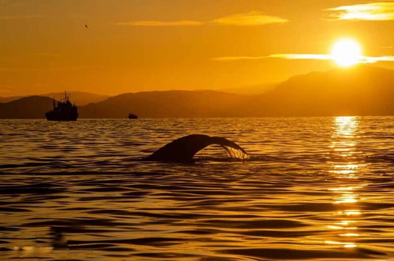 Tromsø: Arctic Snowshoeing Experience - Who Will Love This Tour?