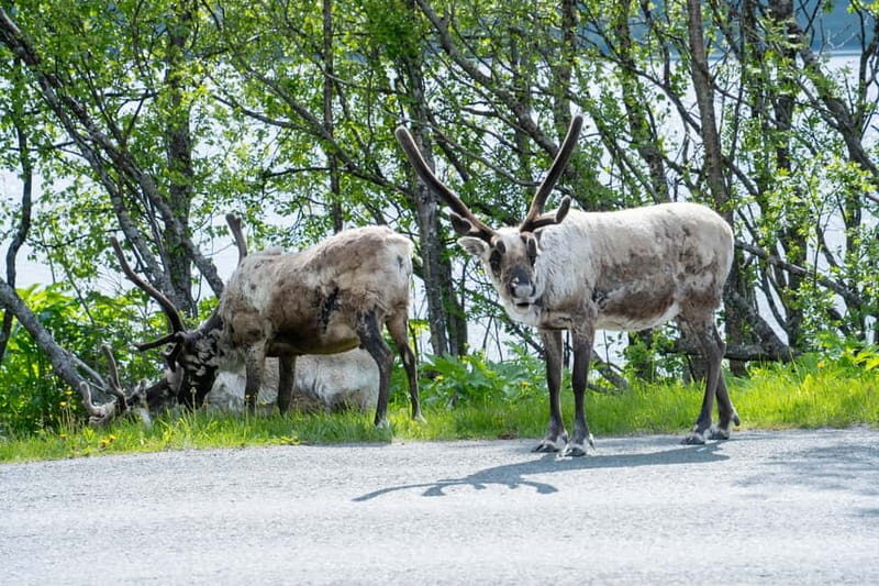 Tromsø: Artic Fjord tour - What Makes the Tromsø Artic Fjord Tour Stand Out?