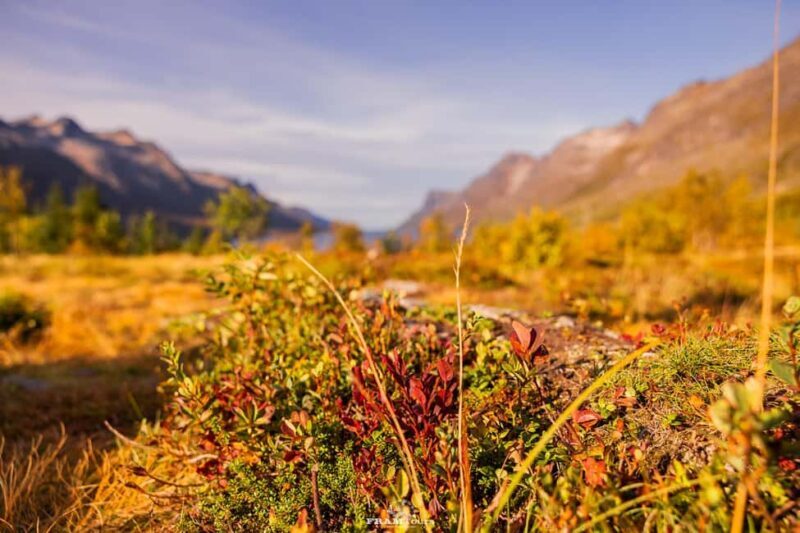 Tromsø: Authentic Lyngen Alps expedition with scenic lunch - Key Points