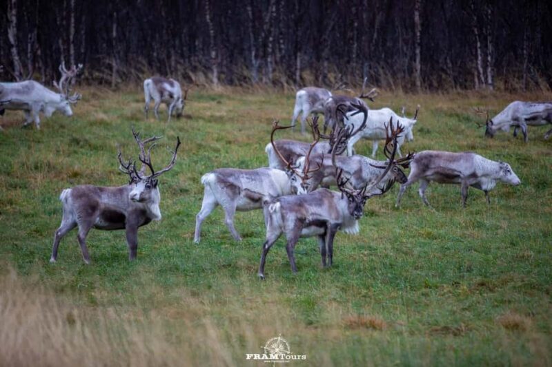 Tromsø: Authentic Lyngen Alps expedition with scenic lunch - Frequently Asked Questions