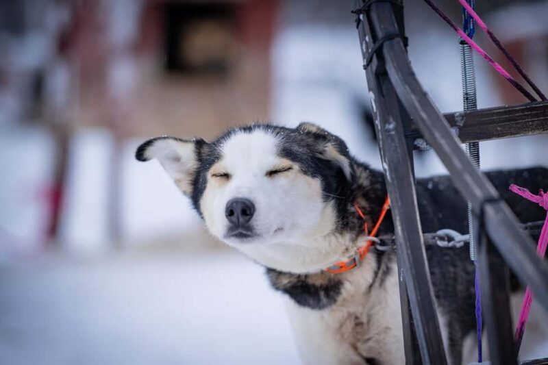 Tromsø: Dog Sledding Adventure at Camp Aspemo - What to Expect from the Tour