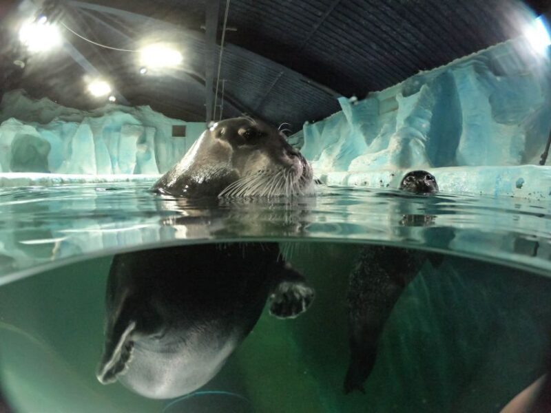 Tromsø: Entrance Ticket to Polaria - What to Expect from Your Visit to Polaria