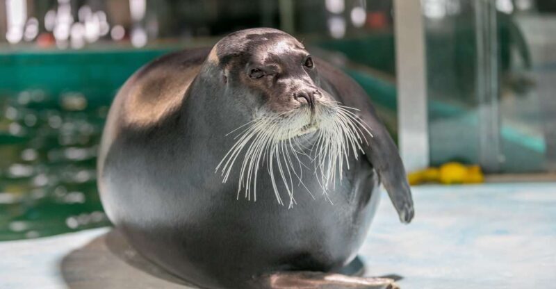 Tromsø: Entrance Ticket to Polaria - The Downsides and Considerations