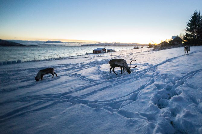 Tromsø: Exclusive Fjord Adventure by Bus - An In-Depth Look at the Fjord Adventure