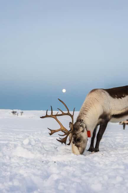 Tromsø: Exclusive Sámi Reindeer Experience with herders - Key Points