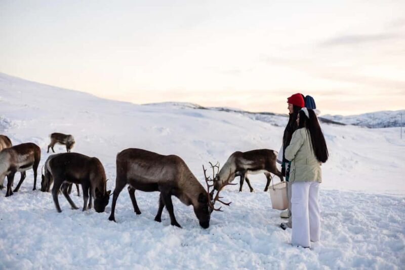 Tromsø: Exclusive Sámi Reindeer Experience with herders - An Honest Look at the Reindeer Experience in Tromsø