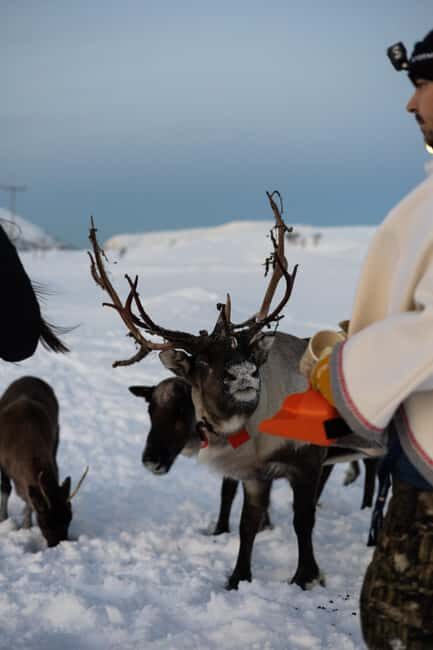 Tromsø: Exclusive Sámi Reindeer Experience with herders - Final Thoughts