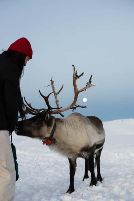 Tromsø: Exclusive Sámi Reindeer Experience with herders - FAQ