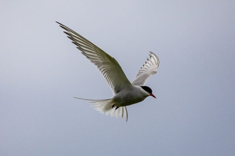 Tromsø: Fishing & Fjord Cruise - Price and Value