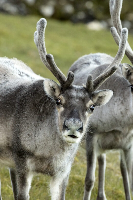 Tromso: Fjord Arctic Adventure Expedition - The Verdict: Who Should Consider This Tour?