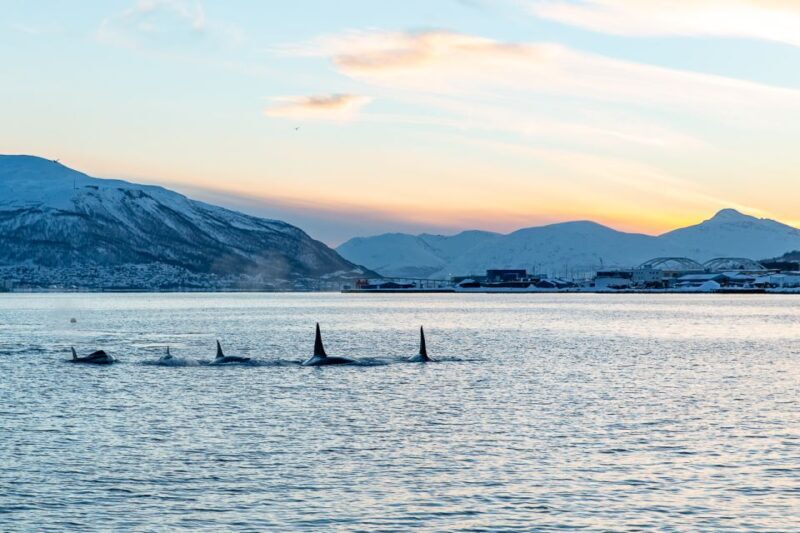 Tromsø: Fjord History Cruise with Snack and Drinks - Who Is This Tour Best For?