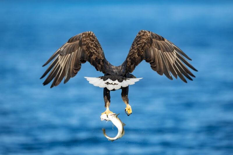 Tromsø: Fjord History Cruise with Snack and Drinks - Final Thoughts