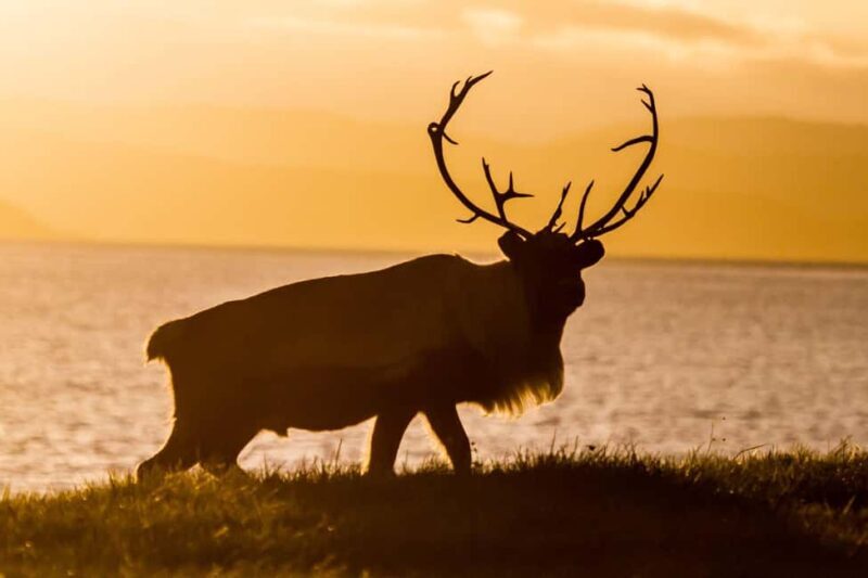 Tromsø: Fjord tour in a minibus to Sommarøy with fishsoup - Breakdown of the Itinerary