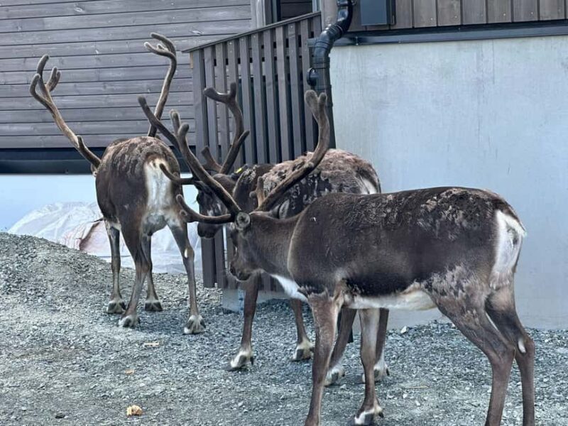 Tromsø: Fjords and Wildlife Tour in a Minibus - Is This Tour Worth It?