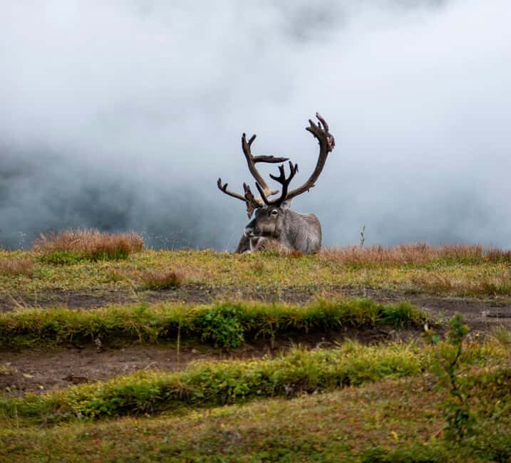 Tromsø: Fjords & Sommarøy Tour with Warm Local Lunch Option - FAQ: Your Practical Questions Answered