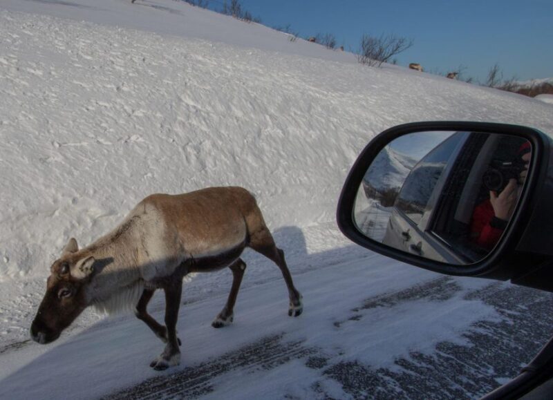 Tromsø: Fjords Tour - Pricing and Value