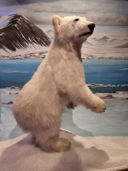 Tromsø: Guided Polar Bear Walk incl. Polaria & Polar Museum - Key Points