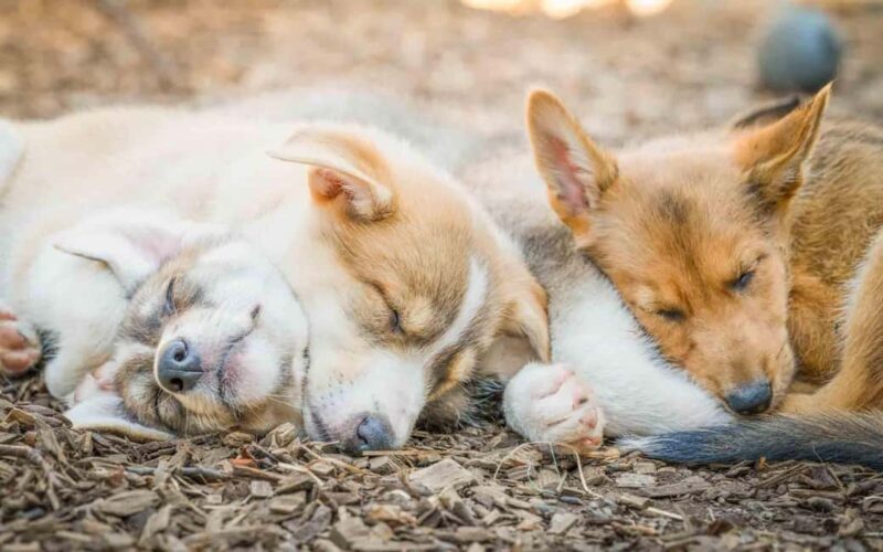 Tromsø: Husky Meet and Greet with Homemade Chocolate Cake - Key Points
