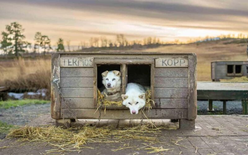 Tromsø: Husky Meet and Greet with Homemade Chocolate Cake - An Honest Look at the Husky Meet and Greet
