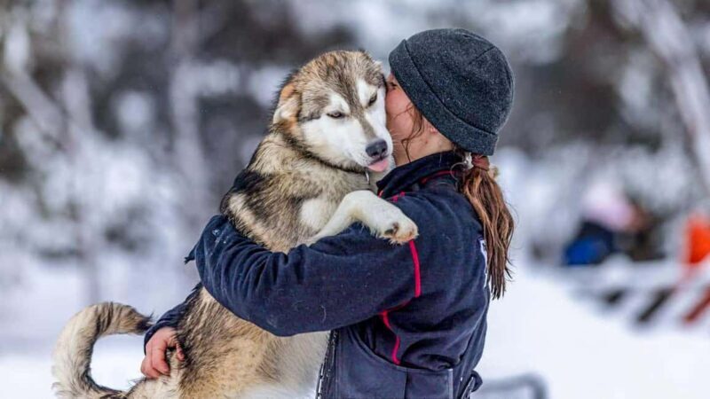Tromsø: Husky Meet and Greet with Homemade Chocolate Cake - Authentic Reviews from Visitors