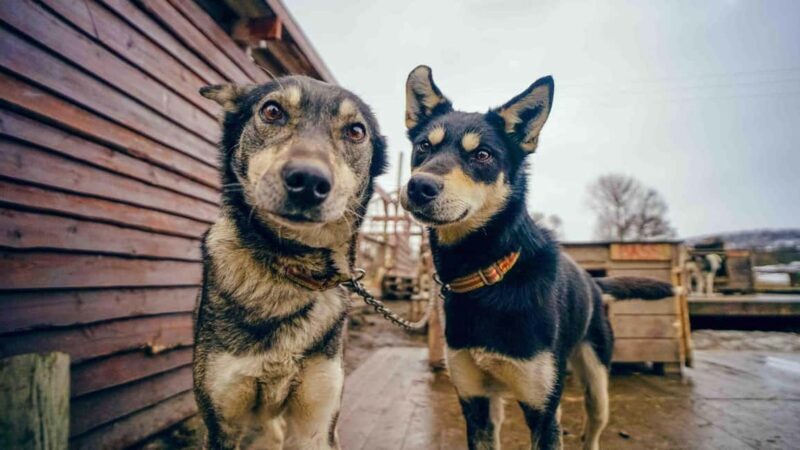 Tromsø: Husky Meet and Greet with Homemade Chocolate Cake - Final Thoughts