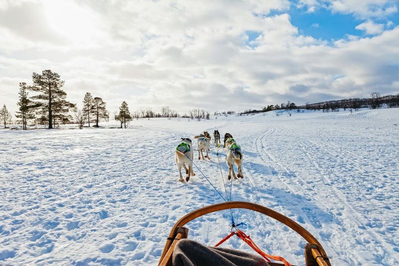 Tromsø: Husky Sled Self-Drive with Traditional Lunch - Meet the Dogs Beyond the Harness: Cuddles, Puppies, and Character