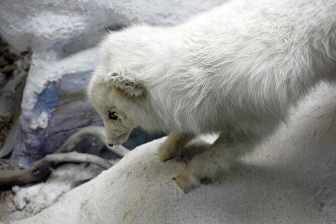 Tromsø: In the footsteps of Roald Amundsen - Key Points