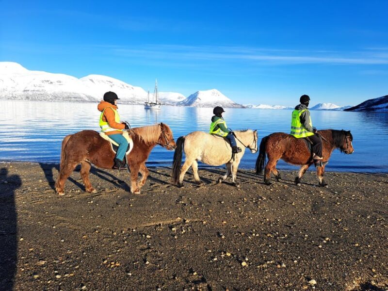 Tromsø: Lyngen Horse Winter Riding Experience - Key Points