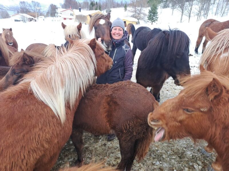 Tromsø: Lyngen Horse Winter Riding Experience - Whats the Experience All About?