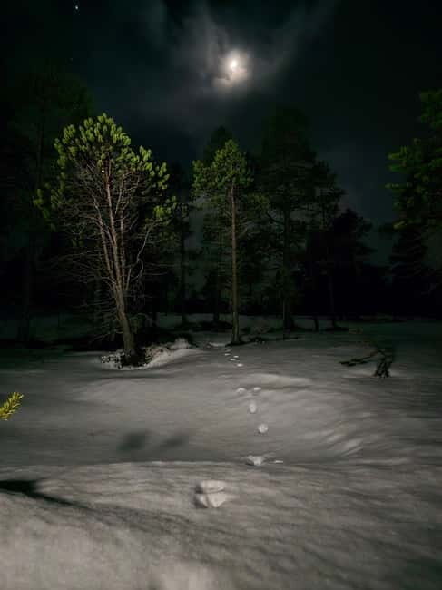 Tromsø: Northern Lights and a Starlit Adventure Tour - Who Should Consider This Tour?