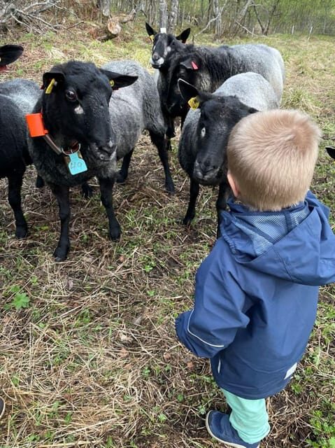 Tromsø: Norwegian farmvisit with guide - Is This Experience Worth It?