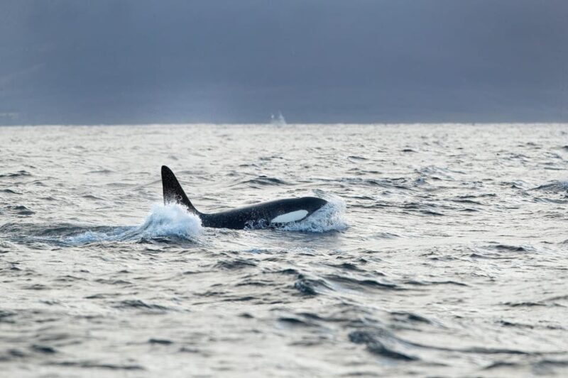 Tromsø: Orca and Whale Watching comfort heated boat Trip - Is It Worth the Price?
