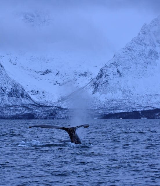 Tromsø: Orca and Whale Watching comfort heated boat Trip - The Real Experience: Reviews in Their Own Words