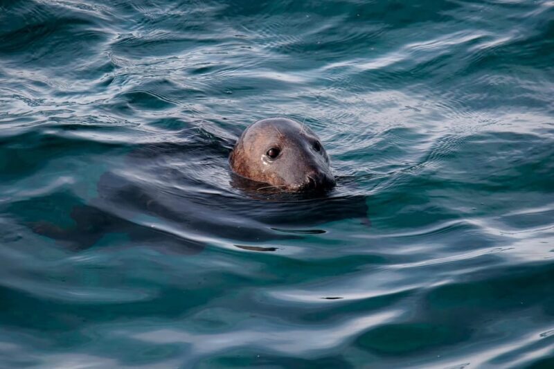 Tromsø: Orca and Whale Watching comfort heated boat Trip - The Sum Up