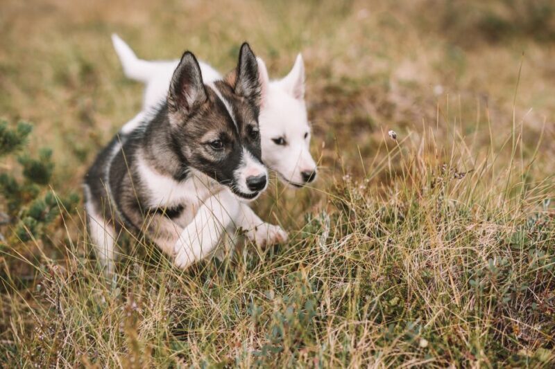 Tromsø: Puppy Training at the Husky Kennel with Lunch - Tromsø: Puppy Training at the Husky Kennel with Lunch – A Heartwarming Norwegian Experience