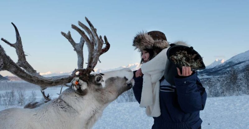 Tromsø: Reindeer Feeding and Sami Cultural Experience - FAQ