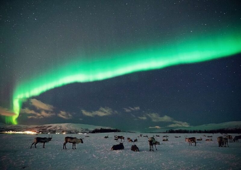 Tromsø: Reindeer Feeding with Chance of Northern Lights - Key Points