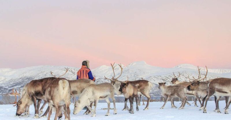 Tromsø: Reindeer Ranch and Sami Cultural Tour with Lunch - What to Expect on the Tour