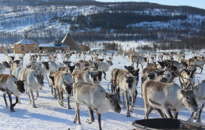 Tromsø: Reindeer Ranch and Sami Cultural Tour with Lunch - Real Traveler Insights