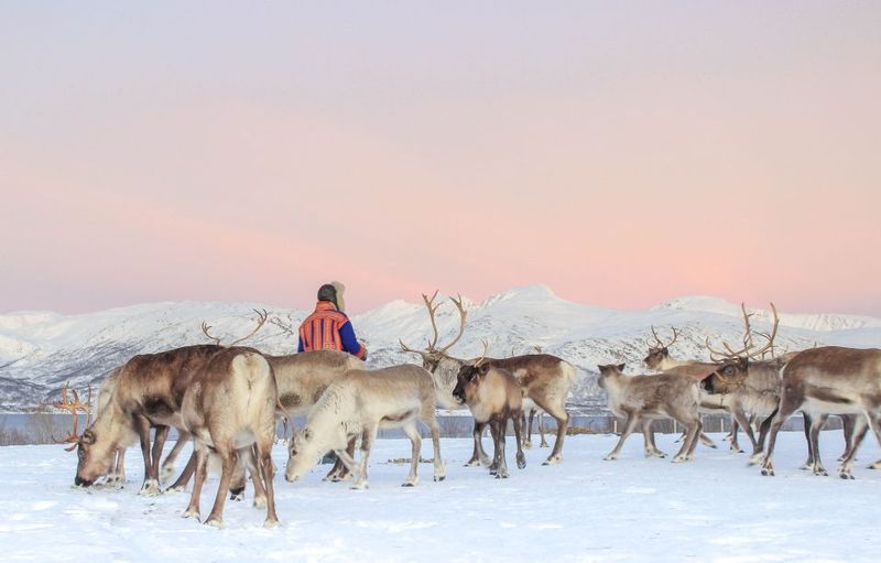 Tromsø: Reindeer Camp and Sami Cultural Tour with Lunch - Timing with the herd: why you feel less rushed than you expect