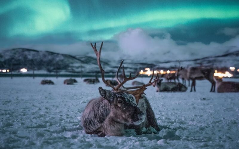 Tromsø: Reindeer Sled, Dinner, and Chance of Northern Lights - Reindeer Sledding – A Short but Memorable Ride