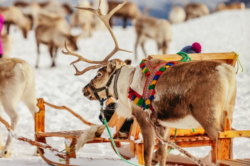 Tromsø: Reindeer Sledding & Feeding with a Sami Guide - Transportation and Pickup