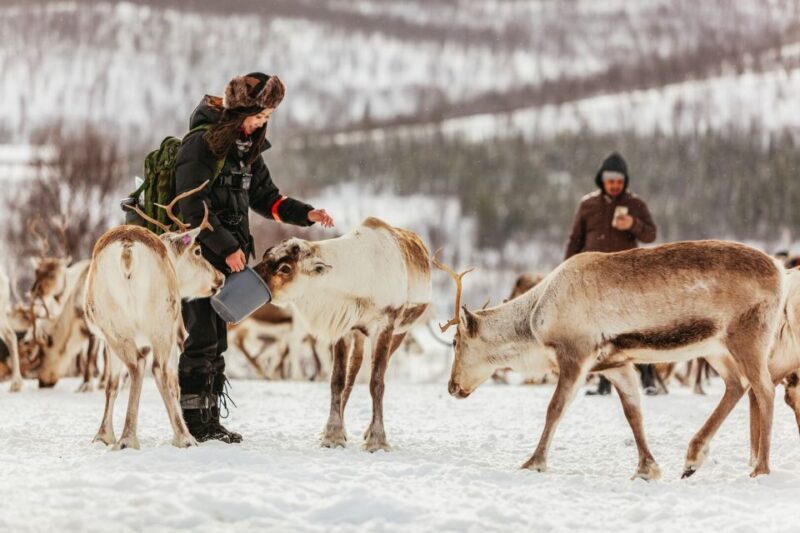 Tromsø: Reindeer Sledding & Feeding with a Sami Guide - Feeding the Reindeer: Close Encounters with Gentle Giants
