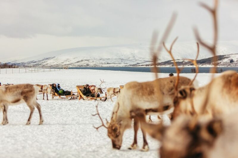 Tromsø: Reindeer Sledding & Feeding with a Sami Guide - Sami Culture and Stories