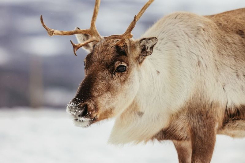 Tromsø: Reindeer Sledding & Feeding with a Sami Guide - Group dynamics, wait times, and how to get your best experience