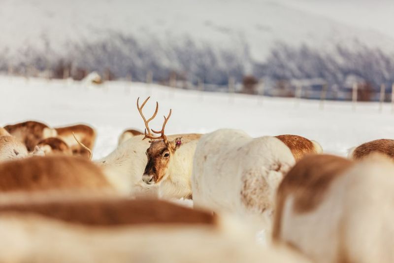 Tromsø: Reindeer Sledding & Feeding with a Sami Guide - What to wear in Tromsø: your hands will thank you
